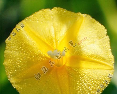 茑萝种子怎么种？播种方法和养护技巧是什么？