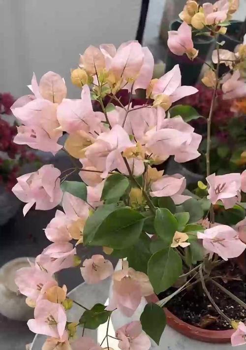 碧玉花修剪的最佳时机和方法？