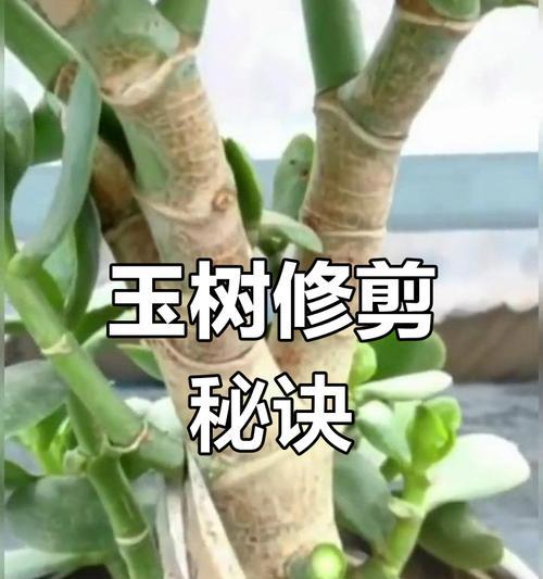 碧玉花修剪的最佳时机和方法？