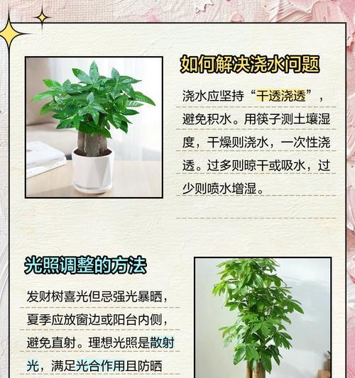 发财树叶子发黄的原因及解决办法？