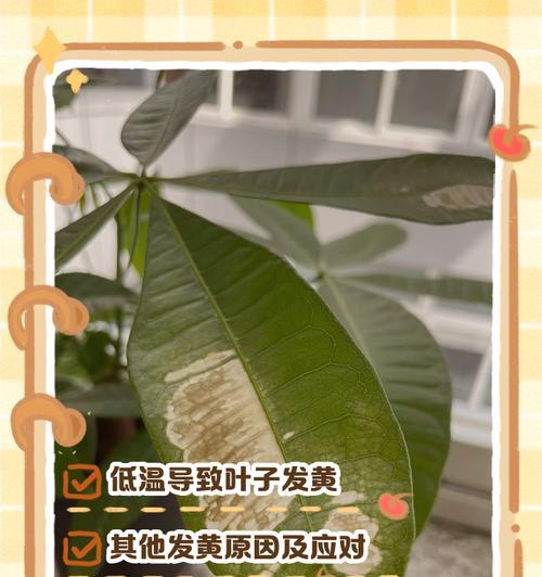 发财树叶子发黄的原因及解决办法？