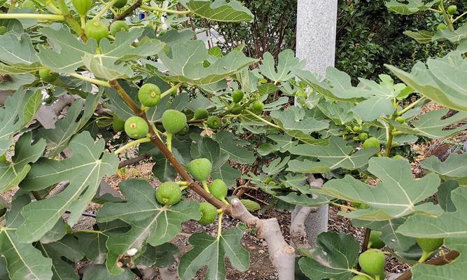 无花果树修剪方法是什么？