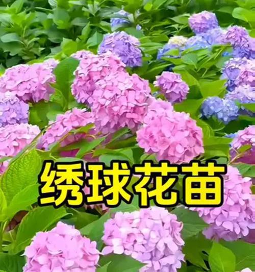 绣球有哪些品种？不同品种的绣球有何特点？