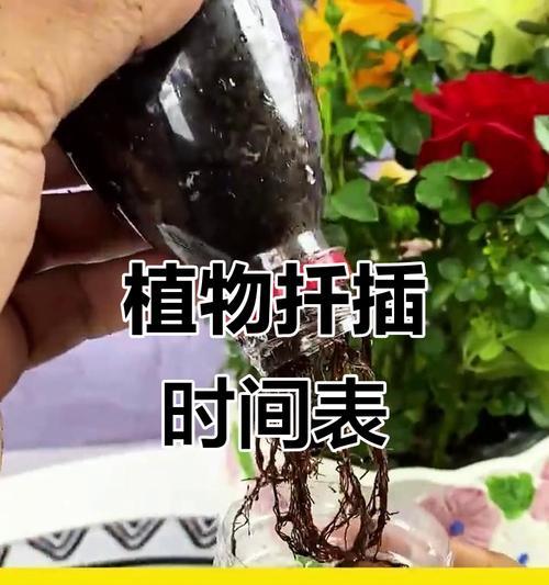 罗汉松扦插的最佳时机是什么时候？