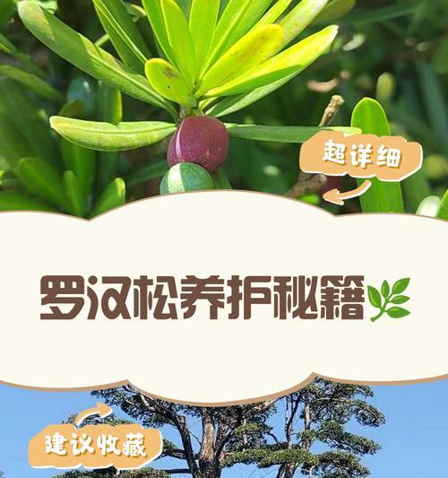 罗汉松扦插的最佳时机是什么时候？