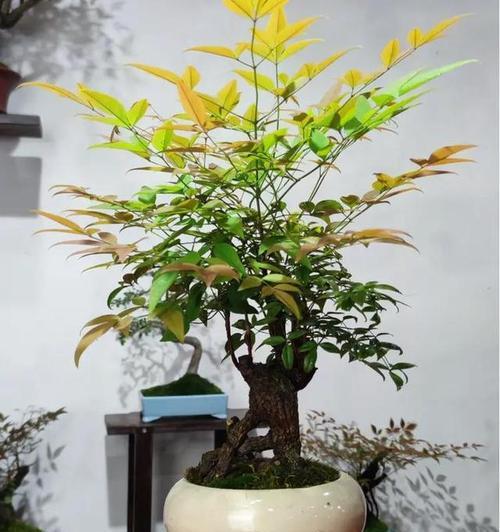 盆景有哪些品种？如何选择适合自己的盆景品种？