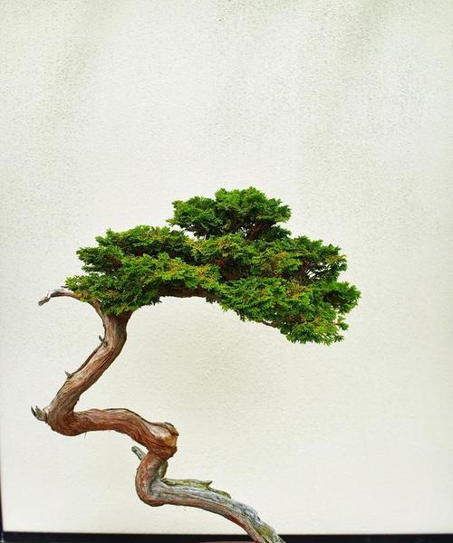 盆景有哪些品种？如何选择适合自己的盆景品种？