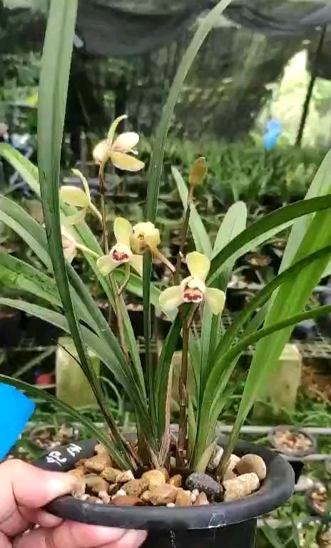 红心花的养殖技巧和常见问题解答？
