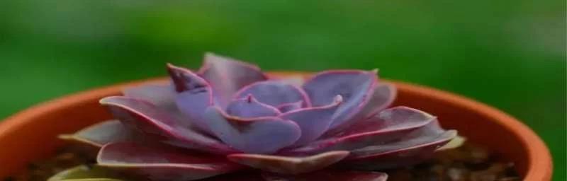 红心花的养殖技巧和常见问题解答？