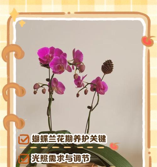 糊蝶兰的养殖环境要求是什么？如何正确浇水和施肥？