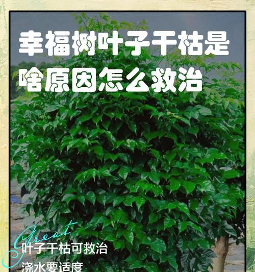 幸福树落叶的原因及预防措施？