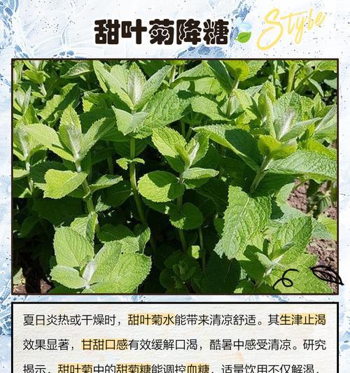 甜叶菊的使用方法和功效有哪些？