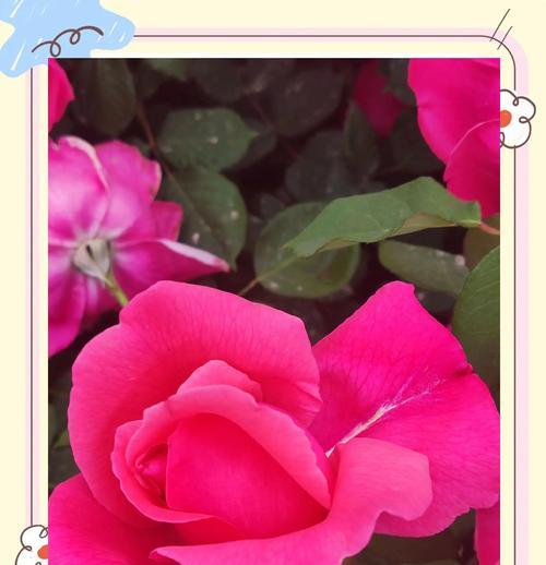 月季代表什么意思？月季花语有哪些？
