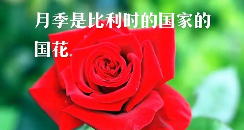 月季代表什么意思？月季花语有哪些？