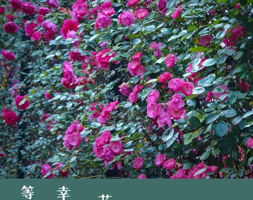 月季代表什么意思？月季花语有哪些？