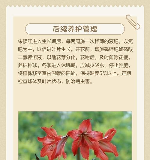 朱顶红种植应该选择哪种土壤？