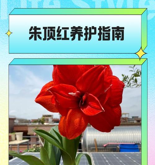 朱顶红种植应该选择哪种土壤？