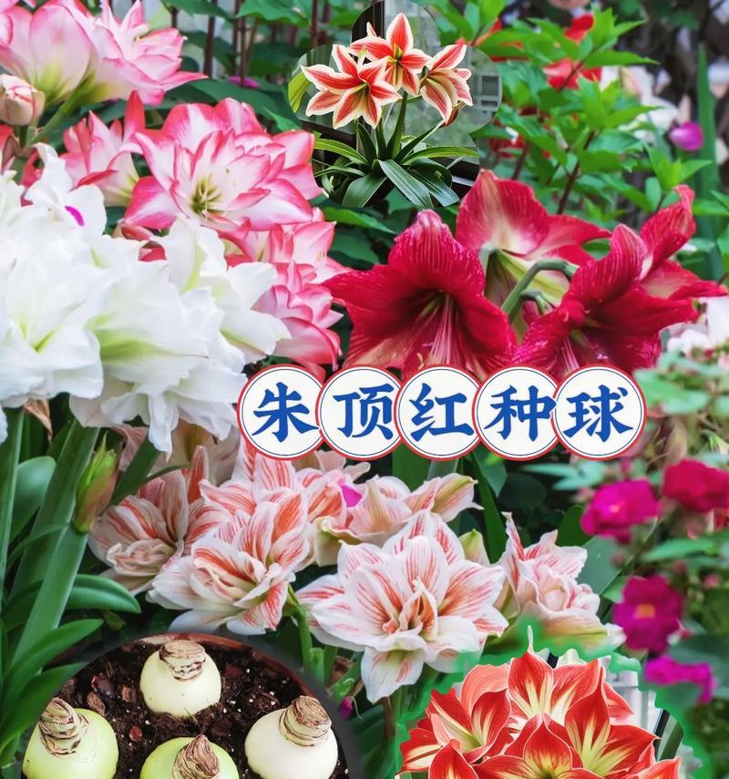 朱顶红种植应该选择哪种土壤？