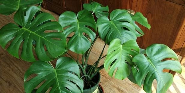 能去甲醛的植物有哪些？它们的去甲醛效果如何？