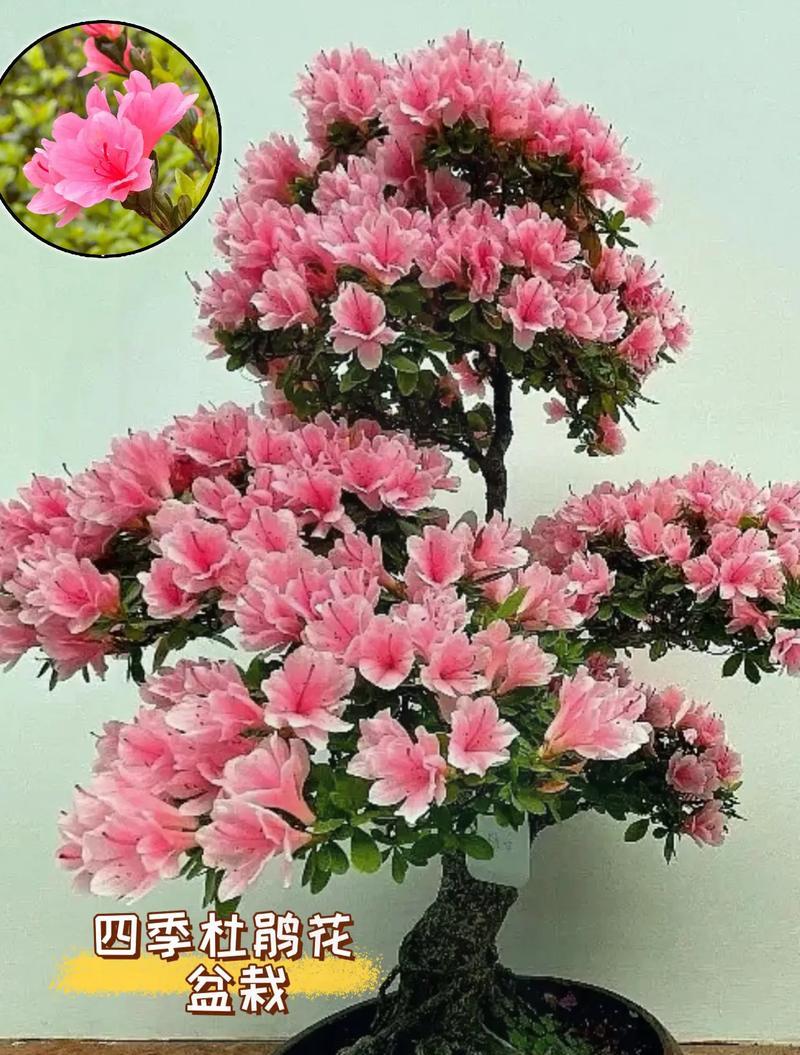杜鹃花常见品种大全有哪些？如何挑选适合的品种？