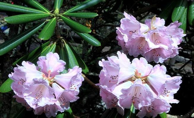 杜鹃花常见品种大全有哪些？如何挑选适合的品种？