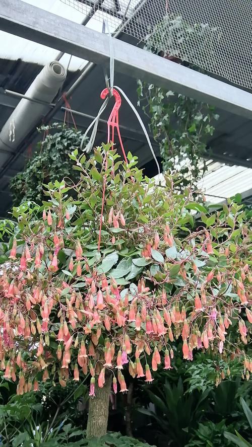 宫灯花养护的要点是什么？