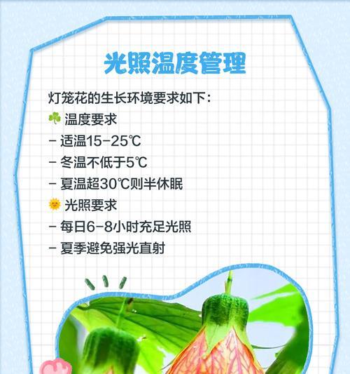 宫灯花养护的要点是什么？
