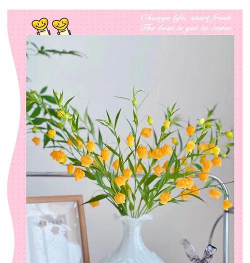 宫灯花养护的要点是什么？
