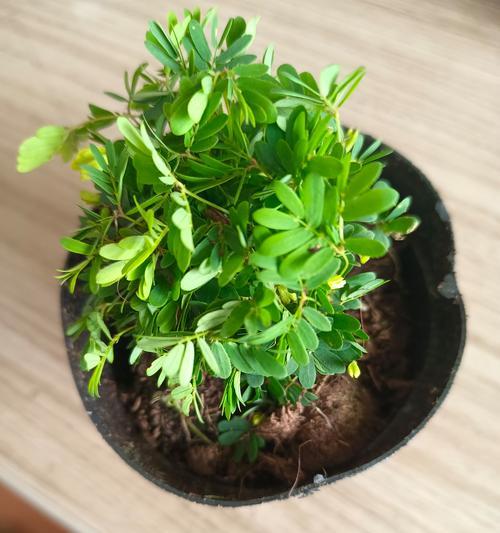 含羞草室内养殖的注意事项有哪些？