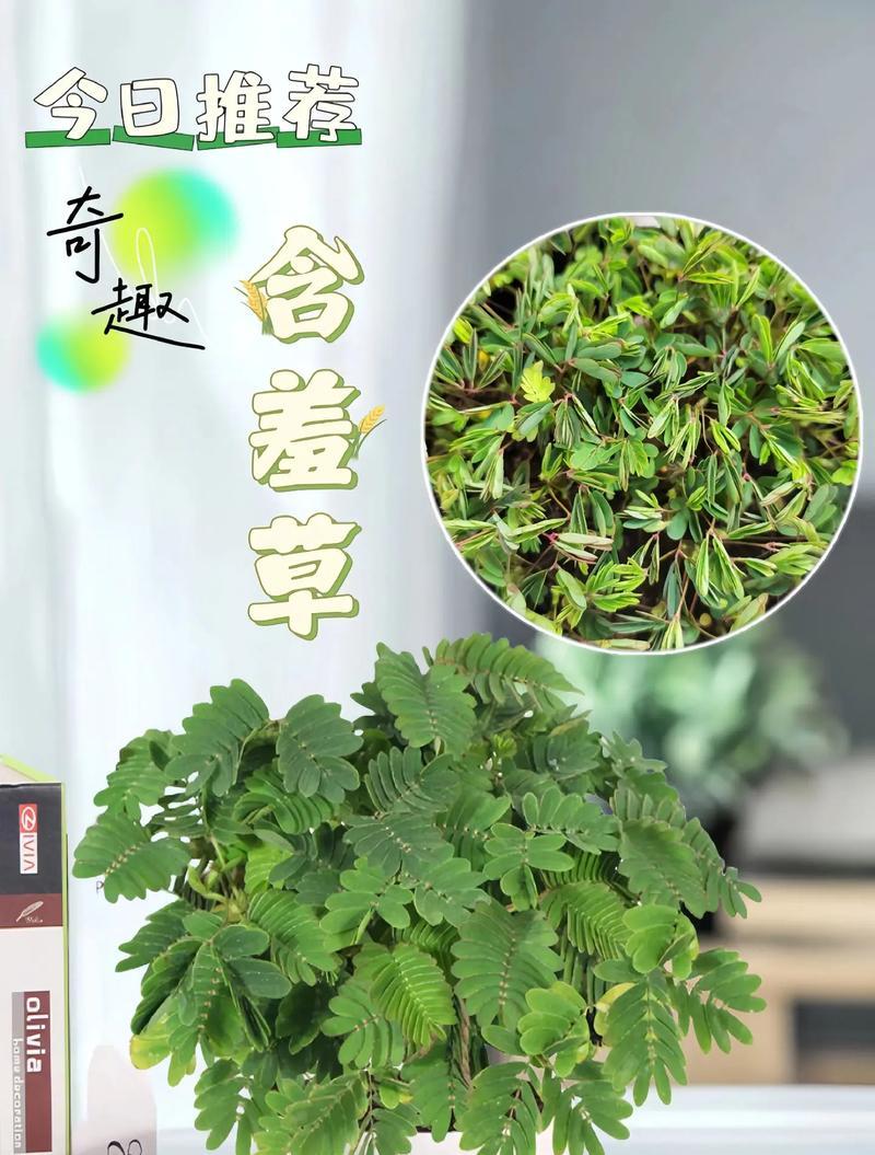含羞草室内养殖的注意事项有哪些？