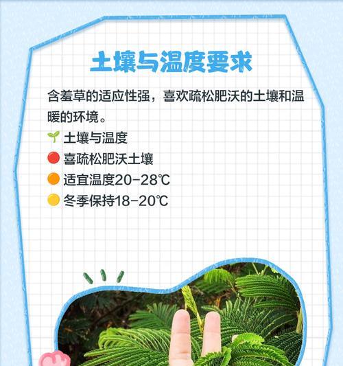 含羞草室内养殖的注意事项有哪些？