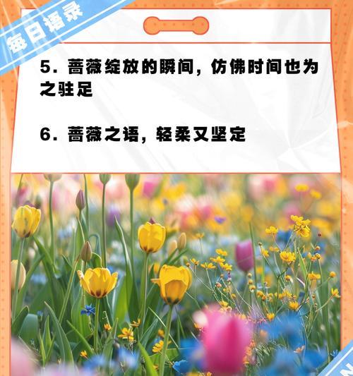蔷薇开花时间表：何时绽放最美？