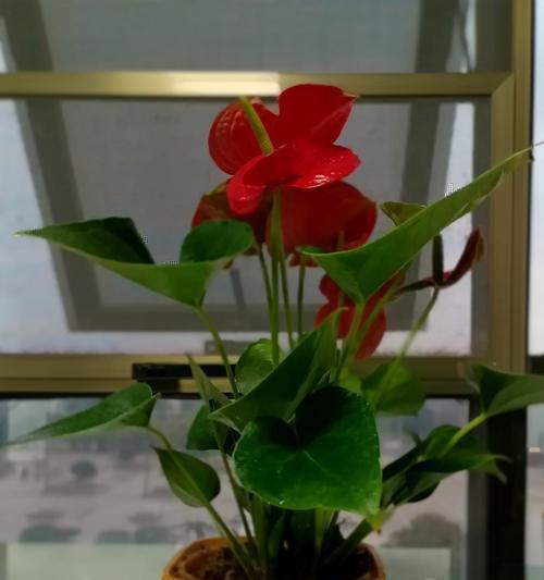 红掌花变黑是什么问题？如何解决？