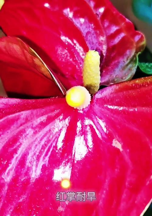 红掌花变黑是什么问题？如何解决？
