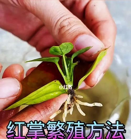 红掌花变黑是什么问题？如何解决？
