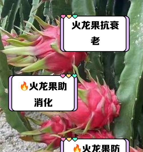 火龙果花的益处和作用是什么？
