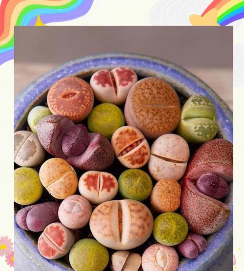 生石花如何从小苗养到大？有哪些关键步骤？