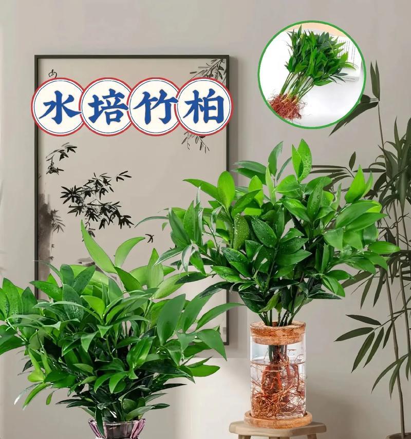 水竹的养殖技巧有哪些？怎样才能养出翠绿的水竹？
