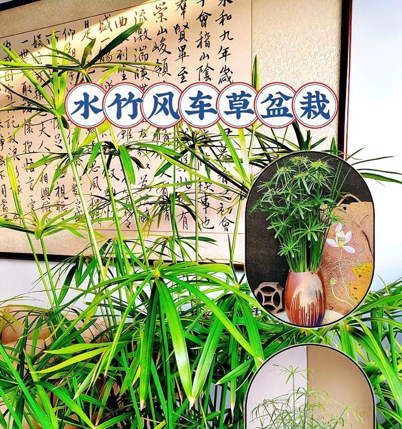 水竹的养殖技巧有哪些？怎样才能养出翠绿的水竹？