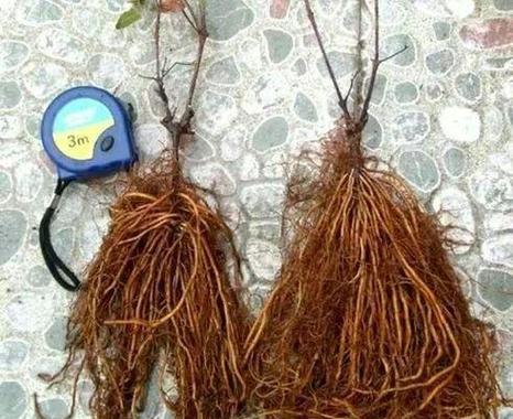 铁线莲种植时应选择哪种泥炭？泥炭对铁线莲生长的影响如何？