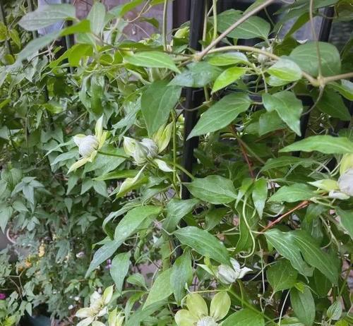铁线莲种植时应选择哪种泥炭？泥炭对铁线莲生长的影响如何？