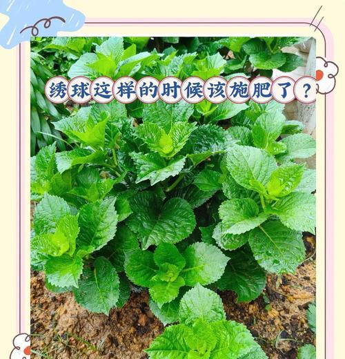 绣球花的种植步骤和养护要点是什么？