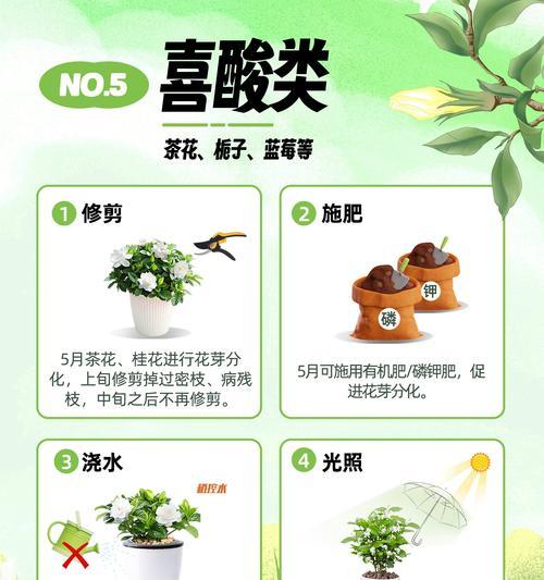 绣球花的种植步骤和养护要点是什么？