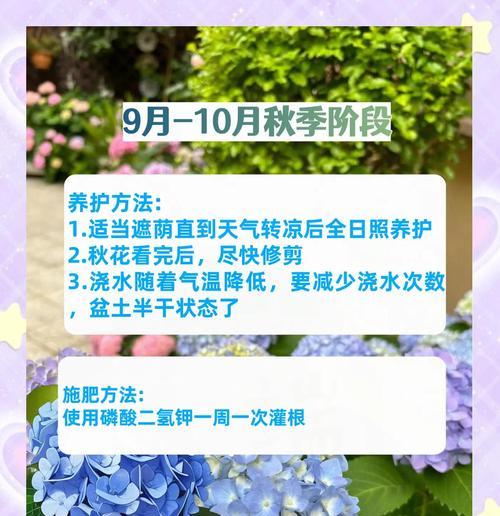 绣球花的种植步骤和养护要点是什么？