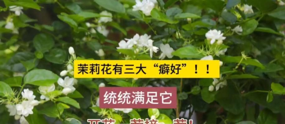 茉莉花繁殖的简易方法有哪些？如何繁殖出香气更浓的茉莉？
