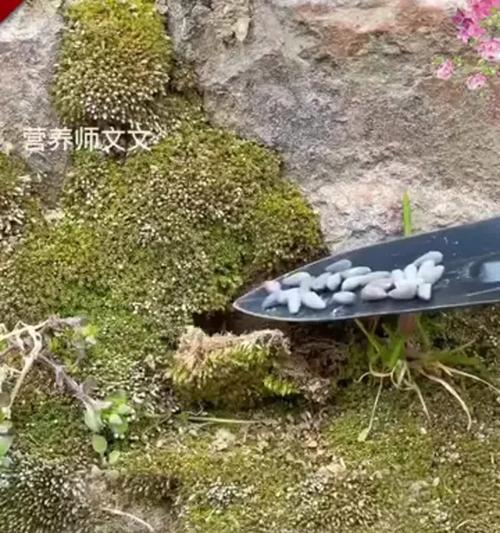 蔷薇花种子种植技巧和步骤？