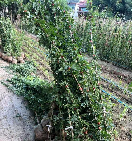 蔷薇花种子种植技巧和步骤？