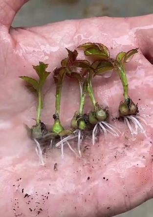 蔷薇花种子种植技巧和步骤？