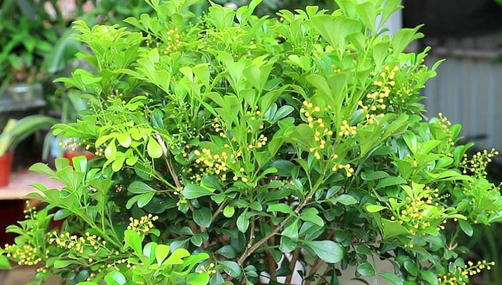 米兰的种植方法是什么？需要特别注意哪些事项？