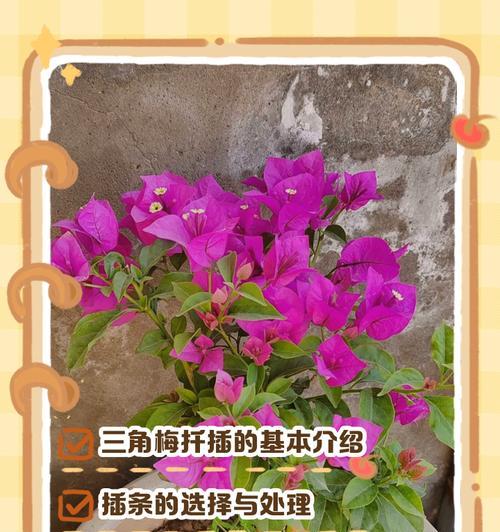 非洲茉莉扦插成功的关键是什么？